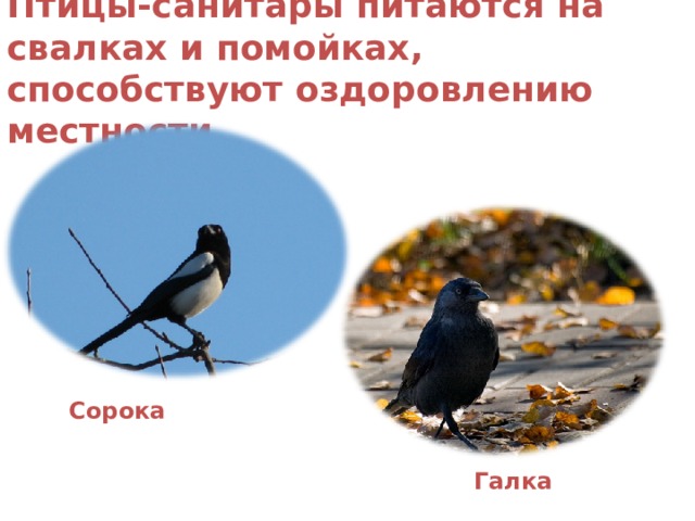 Птицы-санитары питаются на свалках и помойках, способствуют оздоровлению местности.  Сорока Галка 