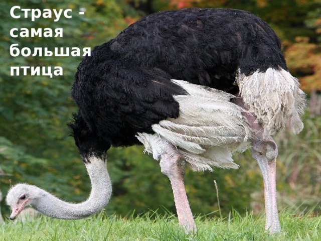 Страус - самая большая птица 