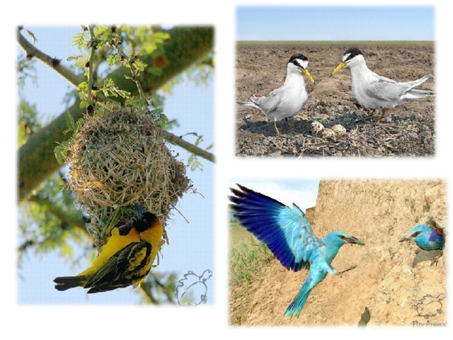 Роль растительноядных птиц в природных сообществах. Растительноядные птицы. Виды растительноядных птиц. Растительноядные птицы примеры. Растительноядные птицы Белгород.