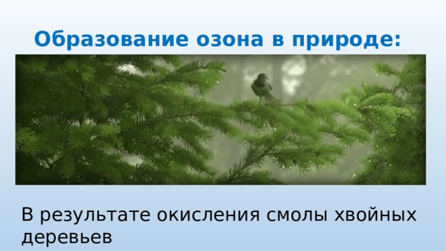 Образование озона в природе: В результате окисления смолы хвойных деревьев 