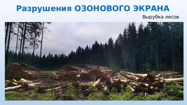 Разрушения ОЗОНОВОГО ЭКРАНА Вырубка лесов 