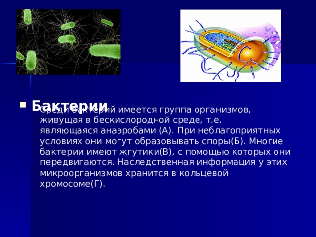 В бескислородных условиях живет. Организмы живущие в бескислородной среде. Бактерии образуют споры в бескислородной среде. Бактерии живущие только в бескислородной среде. Организм способный жить в бескислородной среде.