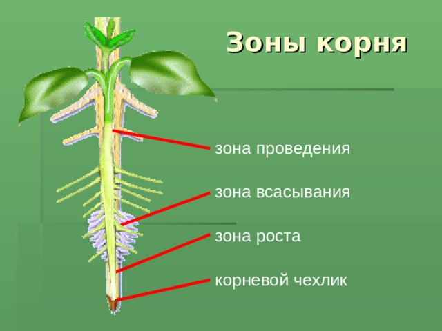 Зоны корня зона проведения зона всасывания зона роста корневой чехлик 11 
