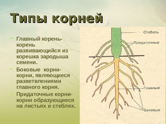 Типы корней Главный корень-корень развивающийся из корешка зародыша семени. Боковые корни-корни, являющиеся разветвлениями главного корня. Придаточные корни-корни образующиеся на листьях и стеблях. 