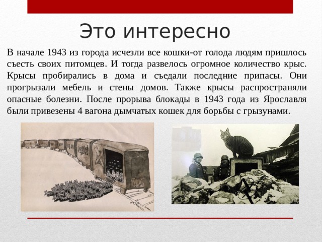 Это интересно В начале 1943 из города исчезли все кошки-от голода людям пришлось съесть своих питомцев. И тогда развелось огромное количество крыс. Крысы пробирались в дома и съедали последние припасы. Они прогрызали мебель и стены домов. Также крысы распространяли опасные болезни. После прорыва блокады в 1943 года из Ярославля были привезены 4 вагона дымчатых кошек для борьбы с грызунами. 