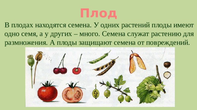 Семена находятся внутри плодов. Плод имеет много семян вид плода. Плоды растений служат только для растений семян. Размножение плодами.