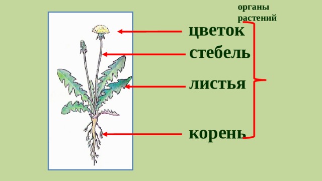 Корень лист стебель у растения это. Основные части растения. Строение растения. Растение корень стебель лист. Цветок со стеблем и корнем.