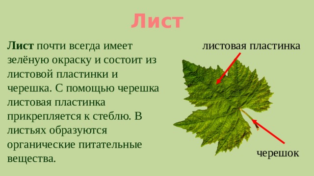 Лист образован