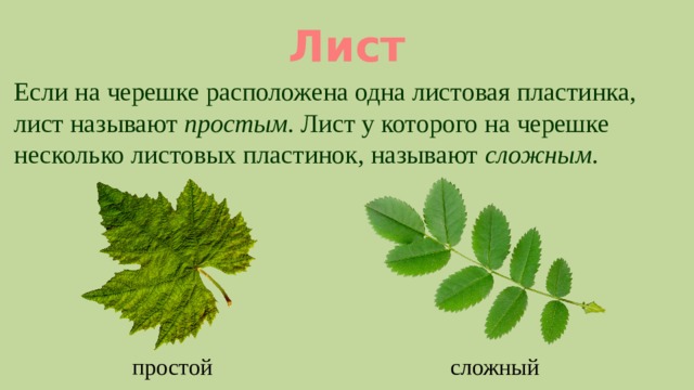 Лист групп. Если на черешке одна листовая пластинка. Листья у которых на черешке одна листовая пластинка. Несколько листовых пластинок на черешке.. Если на черешке листа одна листовая пластинка лист называют.