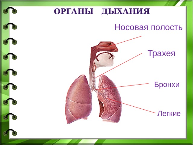 Дыхание и кровообращение презентация 3 класс окружающий мир плешаков