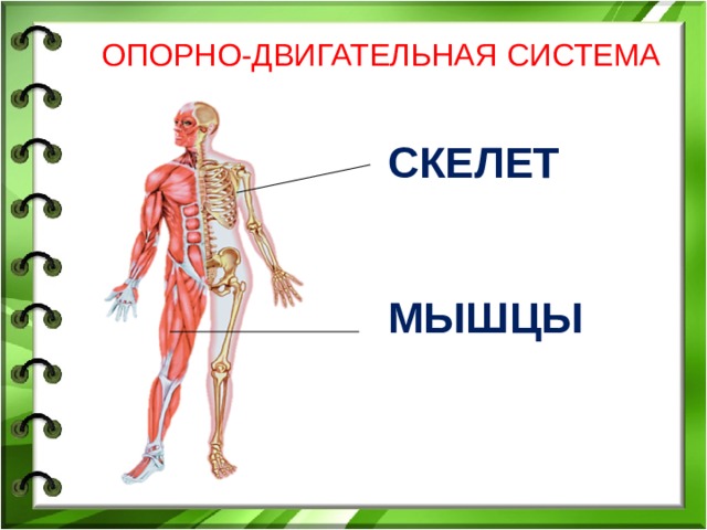 Изображение человека 4 класс окружающий мир