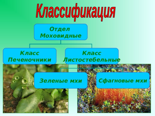 Презентация к уроку биологии 5 класс мхи