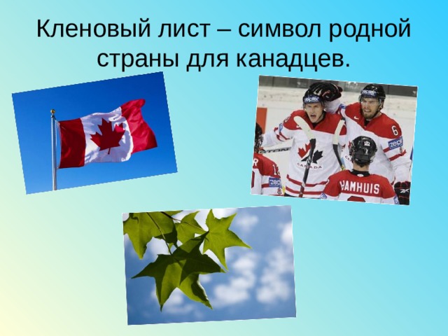 Кленовый лист – символ родной страны для канадцев. 