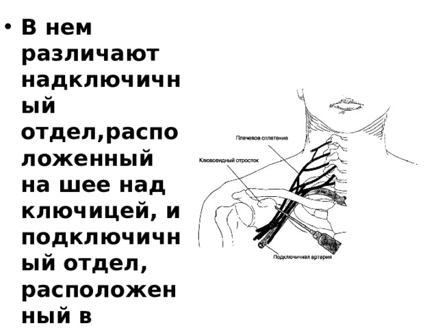 Лимфоузлы на ключице расположение схема расположения