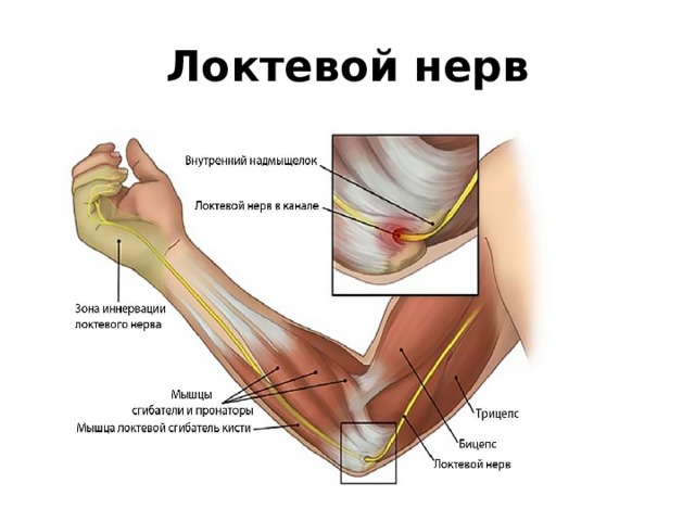 Локтевой нерв фото