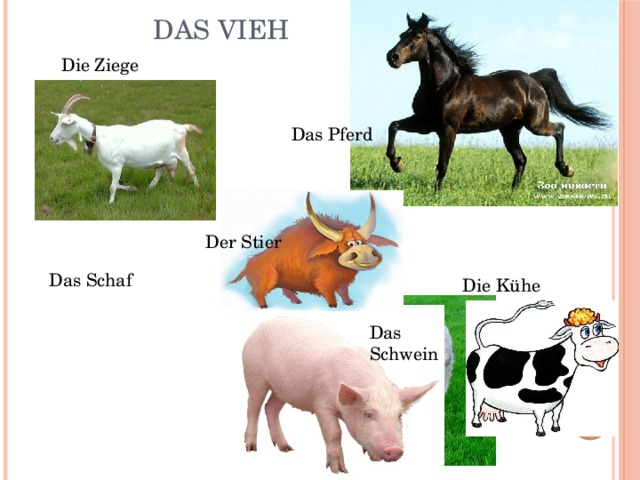  Das Vieh   Die Ziege Das Pferd Der Stier Das Schaf Die Kühe Das Schwein 