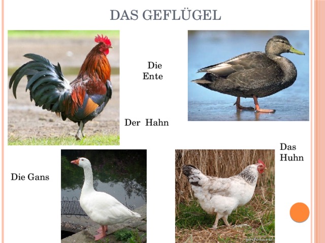  Das Geflügel    Die Ente Der Hahn Das Huhn Die Gans 