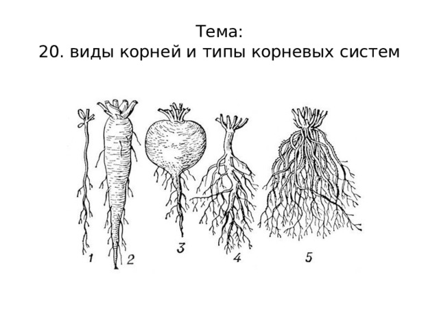 Тема:  20. виды корней и типы корневых систем 