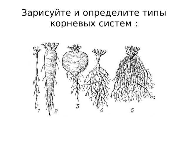 Зарисуйте и определите типы корневых систем : 