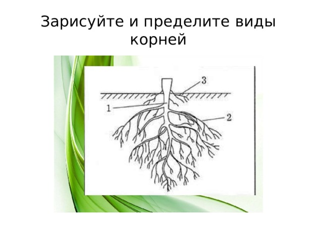 Зарисуйте и пределите виды корней 