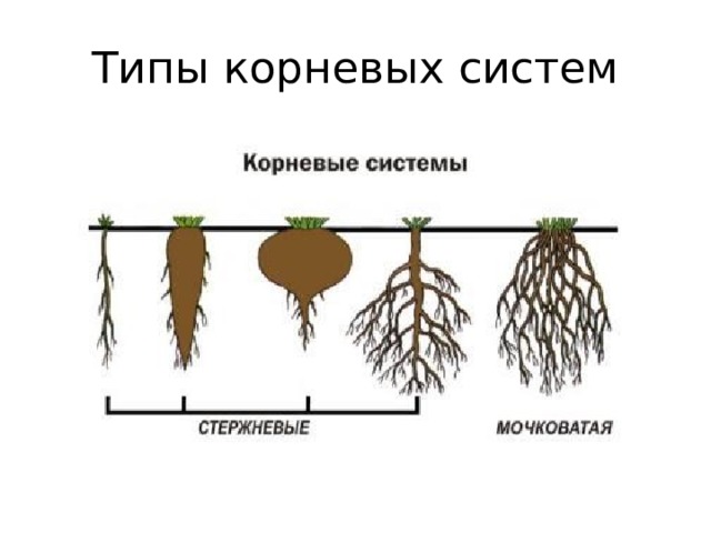 Типы корневых систем 