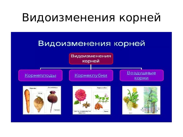 Видоизменения корней 