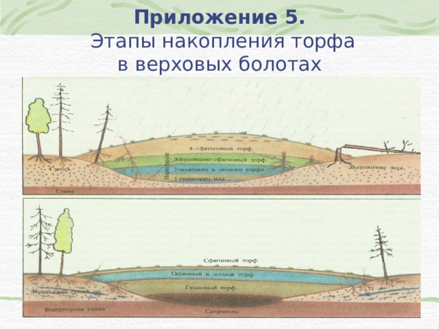 Образование болот схема