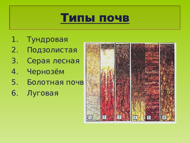 Тундровая Подзолистая Серая лесная Чернозём Болотная почва Луговая 