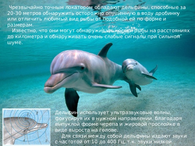  Чрезвычайно точным локатором обладают дельфины, способные за 20-30 метров обнаружить осторожно опущенную в воду дробинку или отличить любимый вид рыбы от подобной ей по форме и размерам.  Известно, что они могут обнаруживать косяки рыбы на расстояниях до километра и обнаруживать очень слабые сигналы при сильном шуме. Дельфин использует ультразвуковые волны, фокусируя их в нужном направлении, благодаря выпуклой форме черепа и жировой прослойке в виде выроста на голове.  Для связи между собой дельфины издают звуки с частотой от 10 до 400 Гц, т.к. звуки низкой частоты медленнее затухают в воде с расстоянием. 