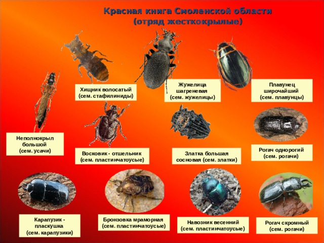 Красная книга Смоленской области (отряд жесткокрылые) П лавунец широчайший (сем. плавунцы) Ж ужелица шагреневая (сем. жужелицы) Хищник волосатый (сем. стафилиниды) Неполнокрыл большой (сем. усачи) Р огач однорогий (сем. рогачи) Восковик - отшельник (сем. пластинчатоусые) Златка большая сосновая (сем. златки) Карапузик - пласкушка (сем. карапузики) Бронзовка мраморная (сем. пластинчатоусые) Навозник весенний (сем. пластинчатоусые) Р огач скромный (сем. рогачи)  
