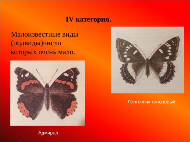 IV категория. Малоизвестные виды (подвиды)число которых очень мало. Ленточник тополевый Адмирал 