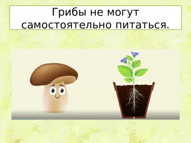 Грибы не могут самостоятельно питаться.  