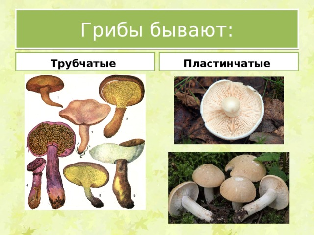 Шампиньон трубчатый или пластинчатый гриб. Опята трубчатые или пластинчатые грибы. Трубчатые грибы 2) пластинчатые грибы. Ложные опята пластинчатые или трубчатые. Опята пластинчатый или трубчатый.