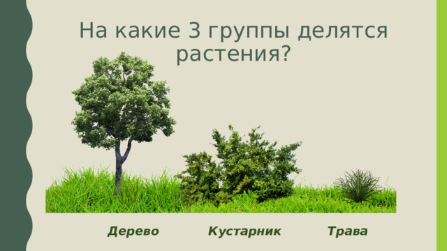 На какие 3 группы делятся растения?      Дерево   Кустарник   Трава 