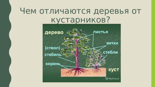 Чем отличаются деревья от кустарников? 