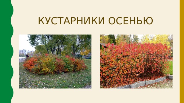 Кустарник предложение. Деревья и кустарники осенью 2 класс перспектива. Кустарники осенью 2 класс. Деревья и кустарники осенью окружающий мир. Презентация деревья и кустарники осенью.