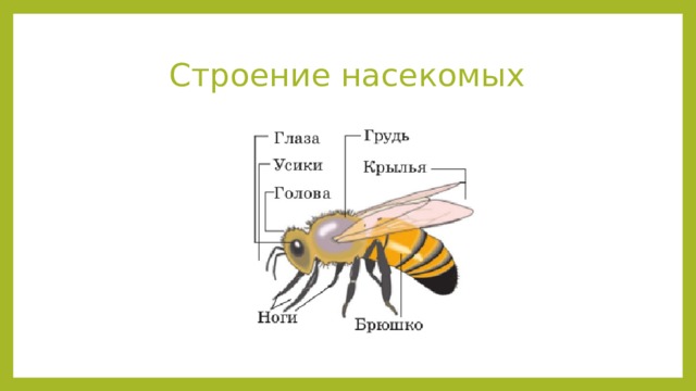 Схема строения насекомых