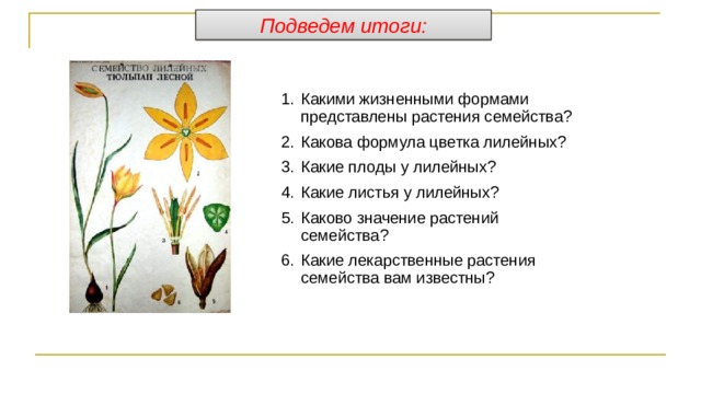 Подведем итоги: Какими жизненными формами представлены растения семейства? Какова формула цветка лилейных? Какие плоды у лилейных? Какие листья у лилейных? Каково значение растений семейства? Какие лекарственные растения семейства вам известны? 