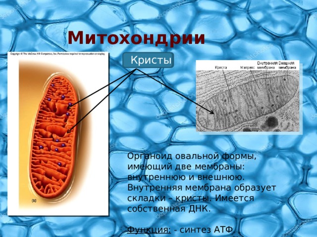 Презентация мембранные органоиды клетки