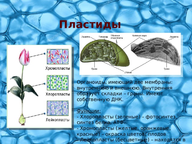 Мембрана какой органоид. Органоиды хромопласты. Хромопласты мембрана. Пластиды функции органоида. Хромопласты строение органоида.