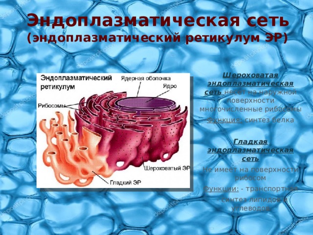 Соотнесите объекты с их обозначениями на рисунке шероховатая эпс везикула рибосома