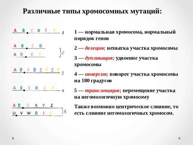 Схема виды хромосомных мутаций