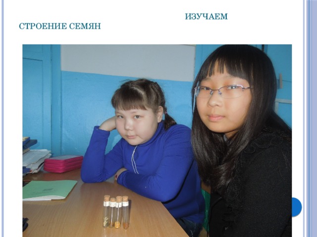  Изучаем строение семян 