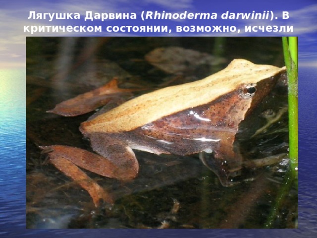 Лягушка Дарвина ( Rhinoderma darwinii ). В критическом состоянии, возможно, исчезли 