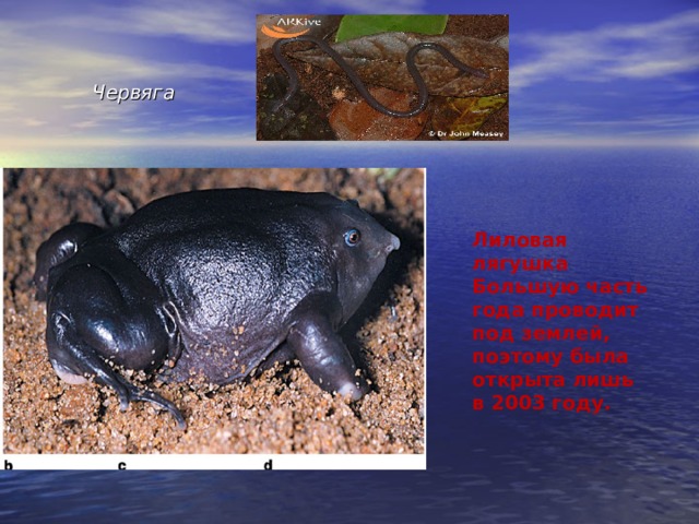  Червяга Лиловая лягушка Большую часть года проводит под землей, поэтому была открыта лишь в 2003 году.  
