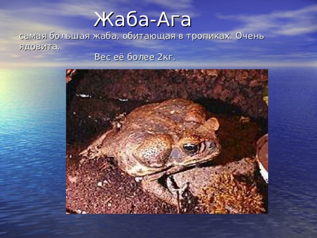  Жаба-Ага  самая большая жаба, обитающая в тропиках. Очень ядовита.  Вес её более 2кг. 