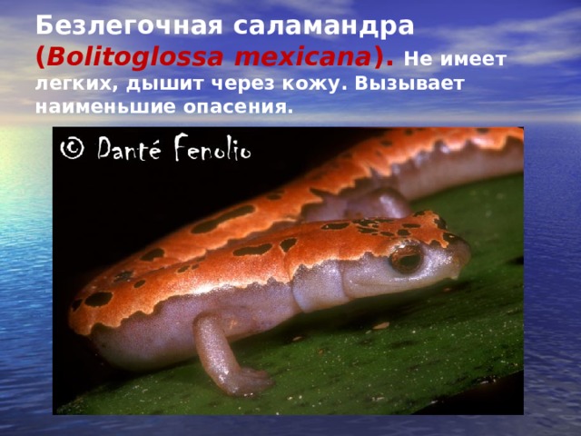 Безлегочная саламандра ( Bolitoglossa mexicana ). Не имеет легких, дышит через кожу. Вызывает наименьшие опасения. 