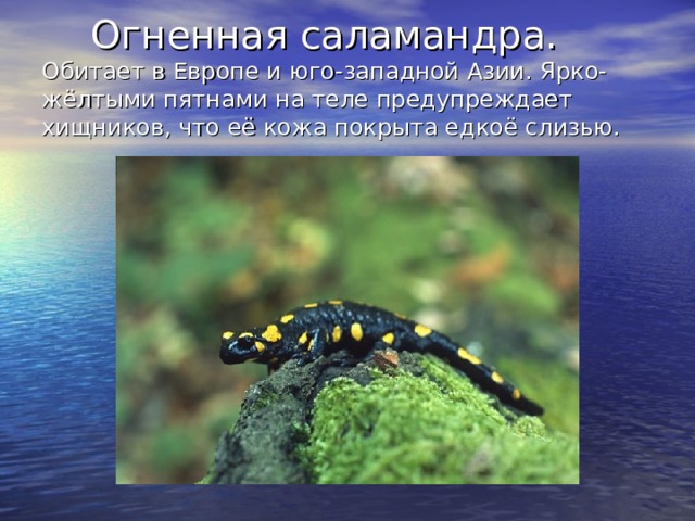  Огненная саламандра.  Обитает в Европе и юго-западной Азии. Ярко-жёлтыми пятнами на теле предупреждает хищников, что её кожа покрыта едкоё слизью. 