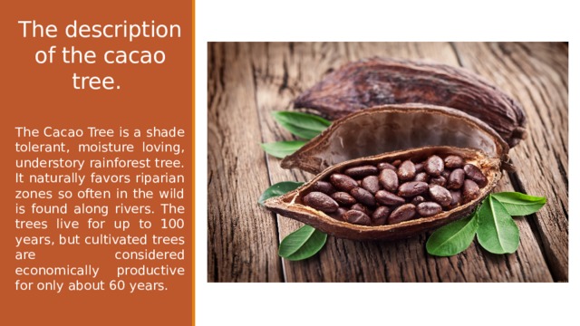 The description of the cacao tree.    The Cacao Tree is a shade tolerant, moisture loving, understory rainforest tree. It naturally favors riparian zones so often in the wild is found along rivers. The trees live for up to 100 years, but cultivated trees are considered economically productive for only about 60 years. 