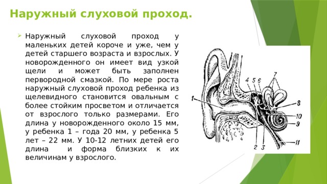 Особенность строения слухового прохода какую функцию. Функция наружного слухового прохода у человека. Наружный слуховой проход функции. Наружный слуховой проход функции кратко. Наружный слуховой проход роль.